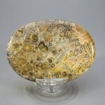 Leopard Skin Jasper Palmstone (Extra Grade) ~70x50mm