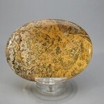 Leopard Skin Jasper Palmstone (Extra Grade) ~70x50mm