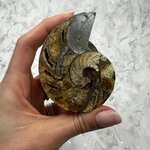 Madagascan Ammonite Fossil Pair ~8.2cm