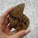 Madagascan Ammonite Fossil Pair ~8.9cm