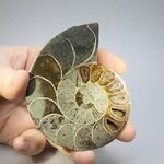 Madagascan Ammonite Fossil Pair ~8cm