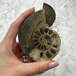 Madagascan Ammonite Fossil Pair ~9.4cm