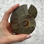 Madagascan Ammonite Fossil Pair ~9.8cm