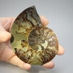 Madagascan Ammonite Fossil Pair ~9cm
