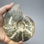 Madagascan Ammonite Fossil (with iridescent Ammolite) ~11.6cm