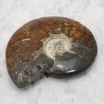 Madagascan Ammonite Fossil (with iridescent Ammolite) ~15.5cm