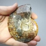 Madagascan Ammonite Fossil (with iridescent Ammolite) ~8.9cm