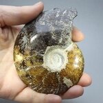 Madagascan Ammonite Fossil (with iridescent Ammolite) ~9.4cm