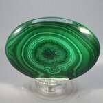 Malachite Palmstone (Extra Grade) ~70x50mm