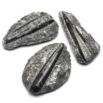 Orthoceras Fossil - Medium