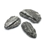 Orthoceras Fossil - Small
