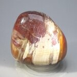 Petrified Wood Extra Large Tumblestone ~45mm