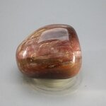 Petrified Wood Extra Large Tumblestone ~47mm