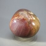 Petrified Wood Extra Large Tumblestone ~48mm