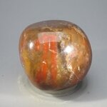 Petrified Wood Extra Large Tumblestone ~48mm