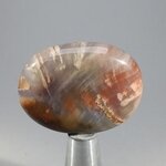 Petrified Wood Massage Stone ~37mm