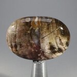 Petrified Wood Massage Stone ~40mm