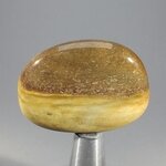 Petrified Wood Massage Stone ~40mm
