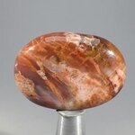 Petrified Wood Massage Stone ~40mm