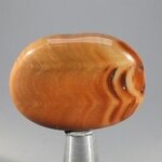 Petrified Wood Massage Stone ~40mm
