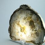 Petrified Wood Polished Tile ~148mm