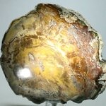 Petrified Wood Polished Tile ~154mm