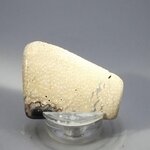 Petrified Wood Polished Tile ~43mm