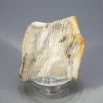 Petrified Wood Polished Tile ~45mm