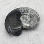 Polished Morrocan Goniatite ~10.3cm