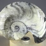 Polished Morrocan Goniatite ~5.5cm