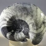 Polished Morrocan Goniatite ~5.5cm