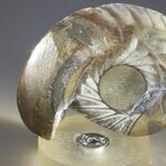 Polished Morrocan Goniatite ~5.5cm