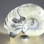 Polished Morrocan Goniatite ~5.5cm