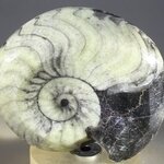 Polished Morrocan Goniatite ~5cm