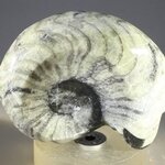 Polished Morrocan Goniatite ~5cm