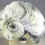 Polished Morrocan Goniatite ~6cm