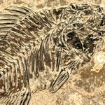 Fossil Fish Plate - Priscacara ~26 x 21cm