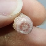 Rhodochrosite Stalagmite Stem ~15mm