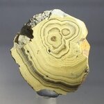 Schalenblende Polished Slice ~31mm