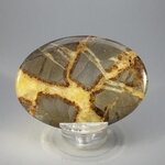 Septarian Palmstone (Extra Grade) ~70x50mm