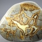 Septarian Polished Nodule ~11cm