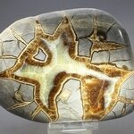 Septarian Polished Nodule ~12cm