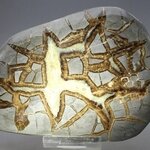 Septarian Polished Nodule ~13.5cm