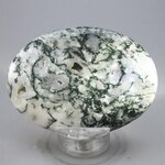 Tree Jasper Palmstone (Extra Grade) ~70x50mm