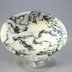 Tree Jasper Palmstone (Extra Grade) ~70x50mm