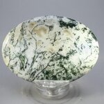 Tree Jasper Palmstone (Extra Grade) ~70x50mm