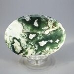 Tree Jasper Palmstone (Extra Grade) ~70x50mm