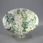 Tree Jasper Palmstone (Extra Grade) ~70x50mm