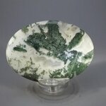 Tree Jasper Palmstone (Extra Grade) ~70x50mm