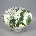 Tree Jasper Palmstone (Extra Grade) ~70x50mm